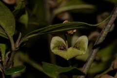 Prostanthera largiflorens