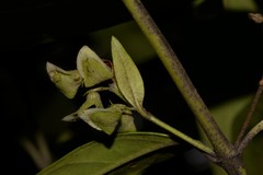 Prostanthera largiflorens