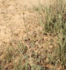 Phlomoides isochila