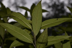 Prostanthera largiflorens