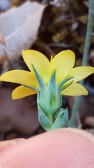 Blackstonia acuminata