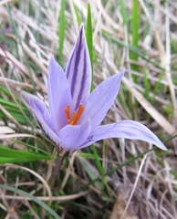 Crocus variegatus