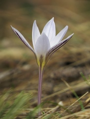 Crocus variegatus