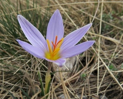 Crocus variegatus