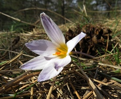 Crocus variegatus