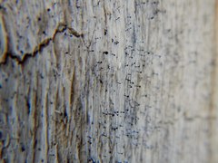 Chaenothecopsis debilis