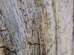 Chaenothecopsis debilis
