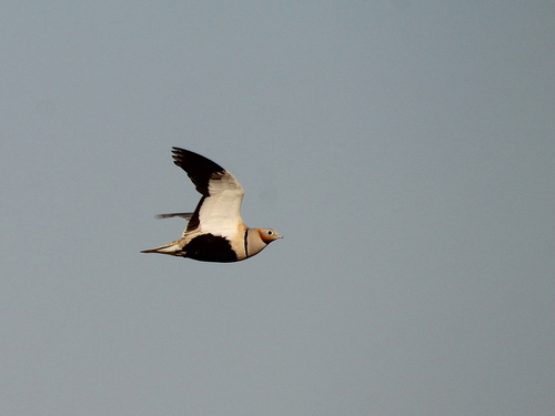Black-bellied Sandgrouse