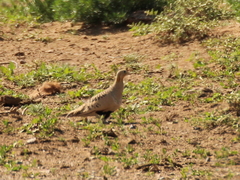 Syrrhaptes paradoxus