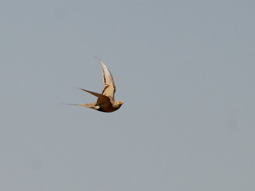 Ganga de Pallas (Syrrhaptes paradoxus)