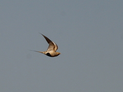 Syrrhaptes paradoxus