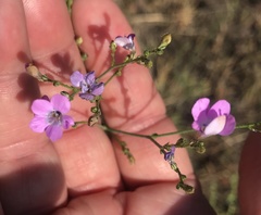 Saltugilia splendens