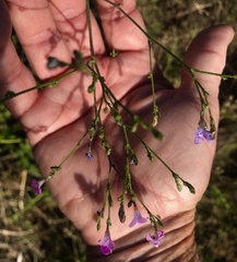 Saltugilia splendens