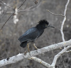 Butorides striata sundevalli