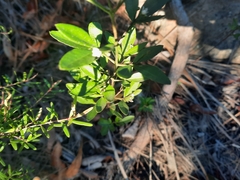 Zieria actites