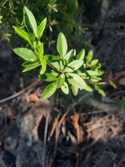 Zieria actites