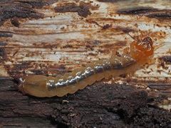 Pyrochroa coccinea