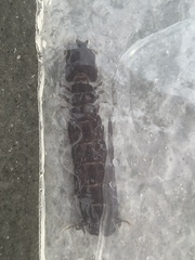 Coronis scolopendra