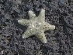 Aquilonastra scobinata