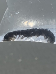 Coronis scolopendra