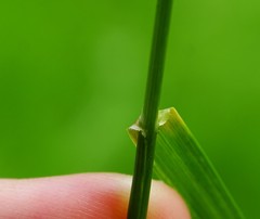 Poa humilis
