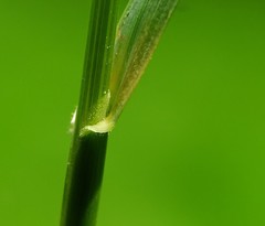 Poa humilis