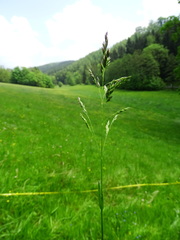 Poa humilis