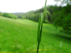 Poa humilis