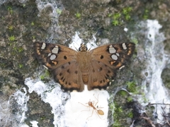 Coladenia indrani