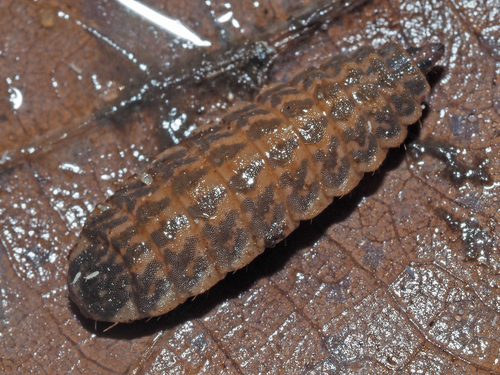Twin-Spot Centurion Fly, photo 9 of 10