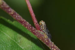 Oncopsis flavicollis