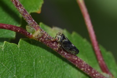 Oncopsis flavicollis