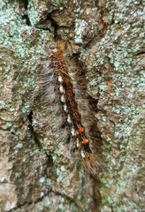 Euproctis chrysorrhoea