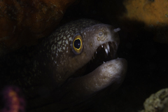 Enchelycore lichenosa