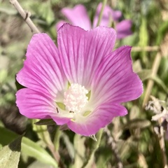 Malva punctata