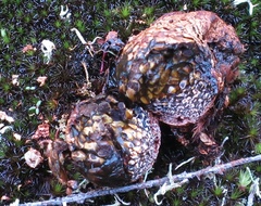 Pisolithus thermaeus