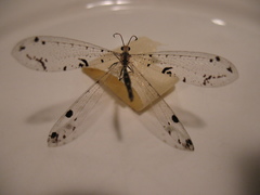 Dendroleon obsoletus