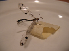Dendroleon obsoletus