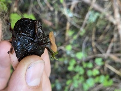 Ciboria rufofusca
