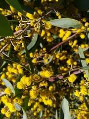 Acacia redolens