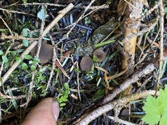 Ciboria rufofusca