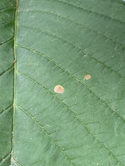 Cameraria ohridella