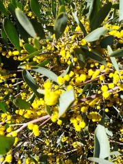 Acacia redolens