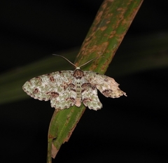 Ophthalmitis rufilauta