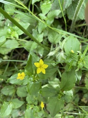 Lysimachia nemorum