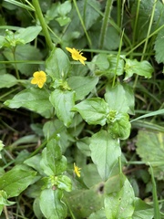 Lysimachia nemorum