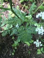 Chaerophyllum hirsutum