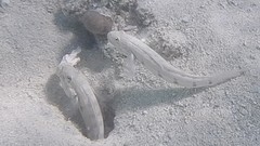 Valenciennea longipinnis