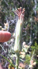 Scorzonera angustifolia