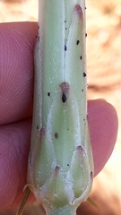 Scorzonera angustifolia